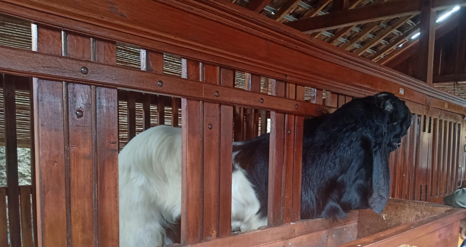 UMBY Perkuat Riset Internasional Bioekonomi Kambing PE Bersama UPSI dan Walailak University